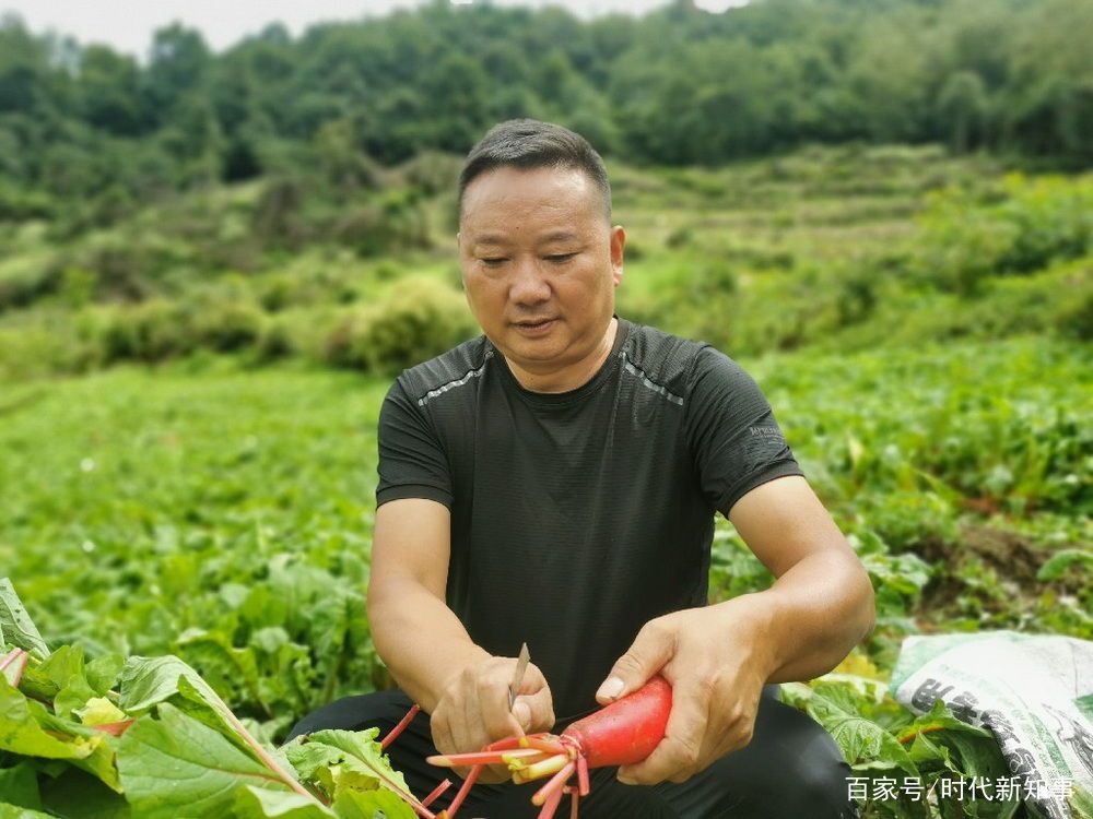 萝卜种植管理技术_萝卜种植技术视频_农业红萝卜种植技术