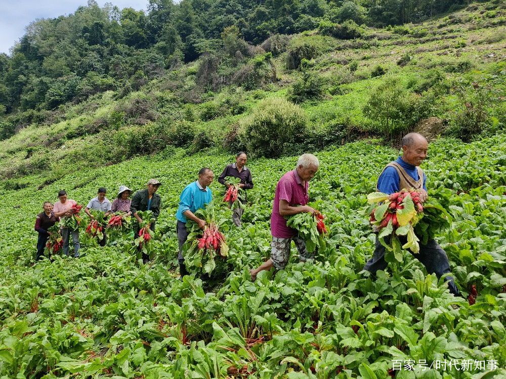 萝卜种植技术视频_农业红萝卜种植技术_萝卜种植管理技术