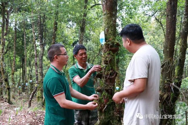 致富经石斛种植_致富种植石斛怎么样_种植石斛收益怎么样