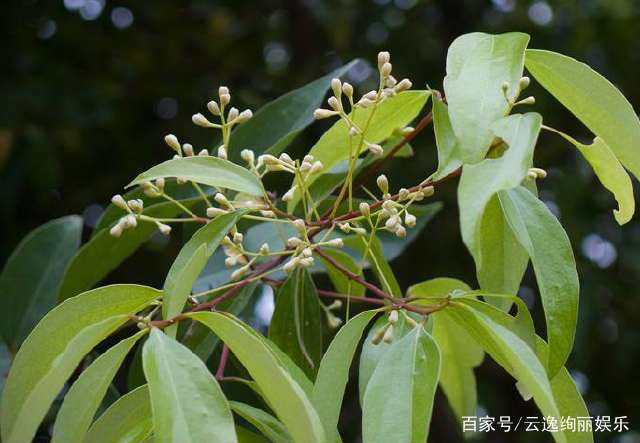 种植致富业_致富经种树的创业项目_种植啥树致富