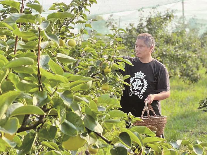 养殖土元需要办理什么手续_土元生态养殖技术_养殖土元效益如何