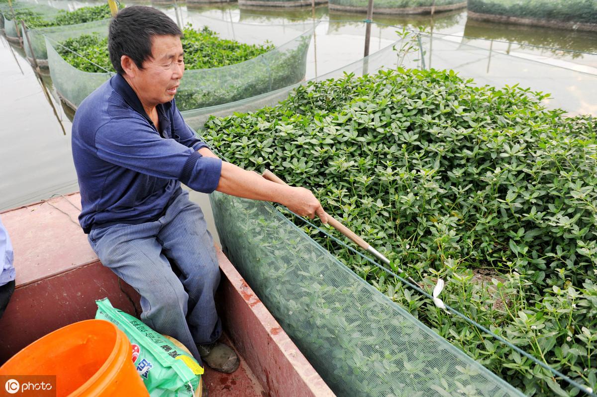 养殖黄鳝网箱技术规范_养殖黄鳝网箱技术要求_黄鳝网箱养殖技术