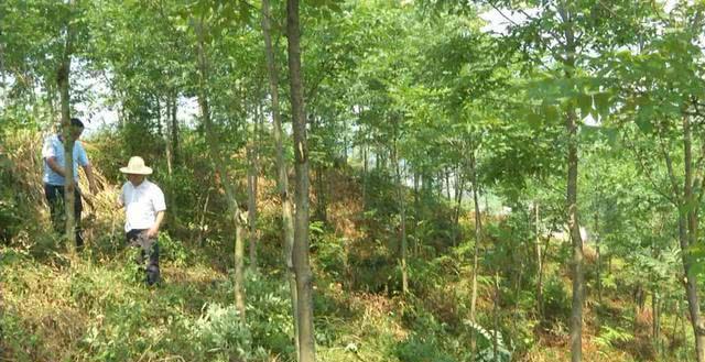 黄柏种植与国家政策_酉阳种植黄柏致富_黄柏的种植前景