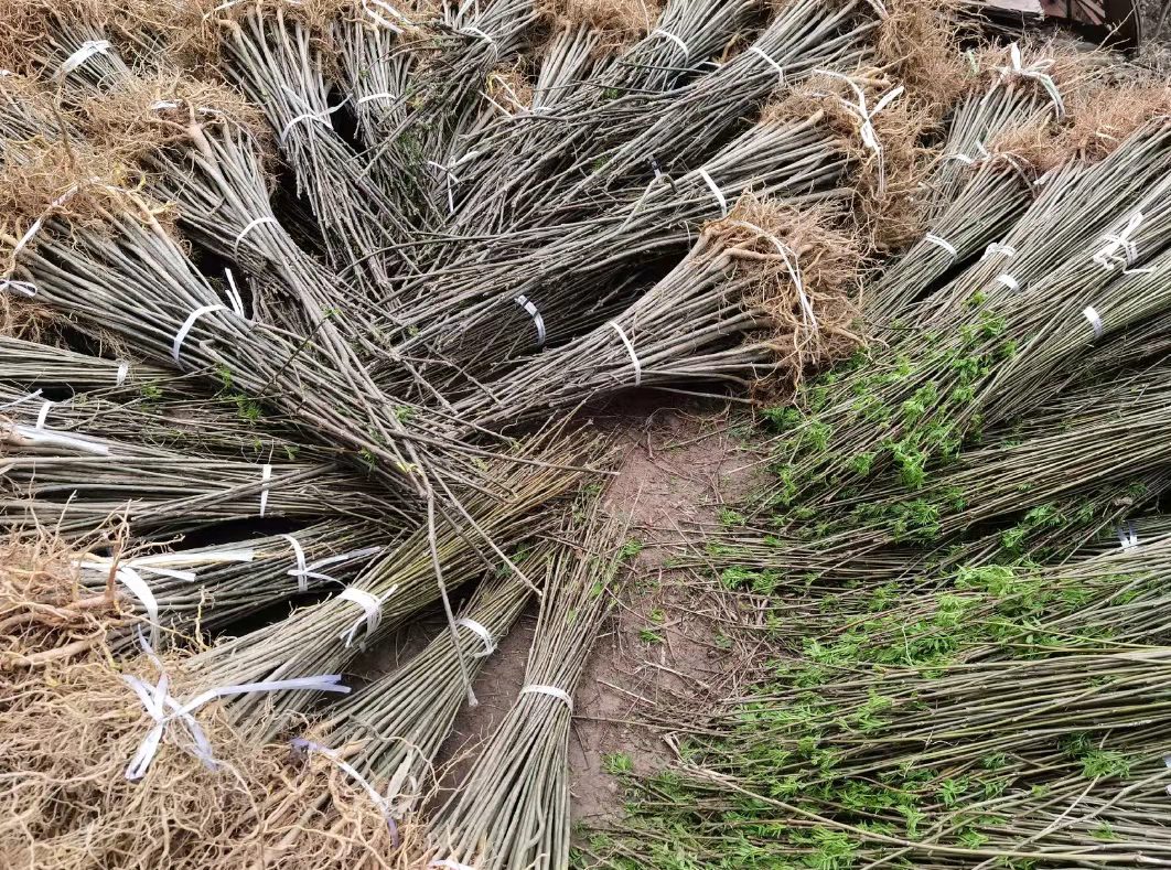 红河黄柏苗种植基地 免费送技术 包回购