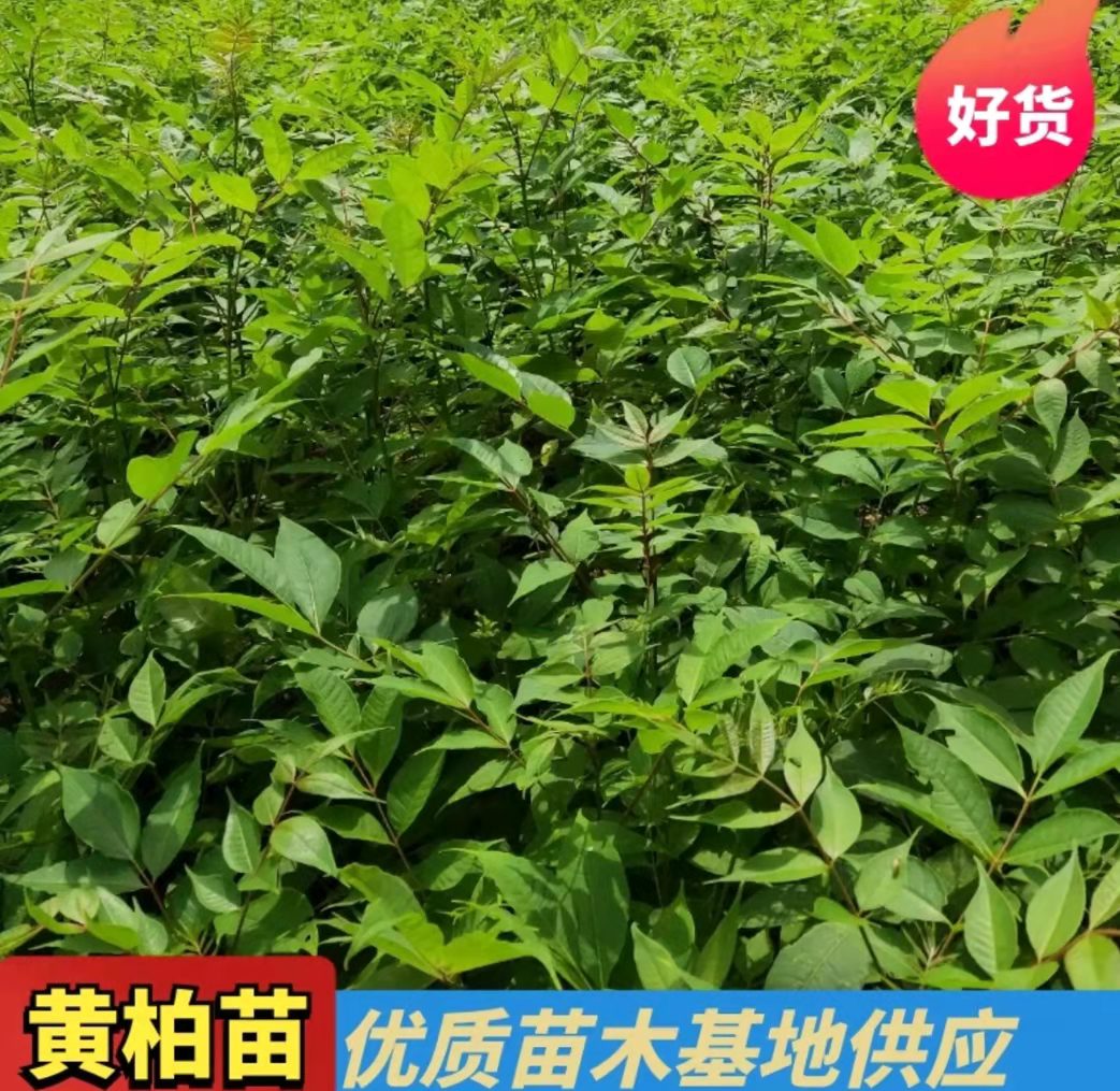 红河黄柏苗种植基地