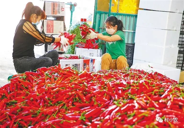 返乡创业干啥最赚钱？农村这12大火爆种植项目，总有1个能让你年入几十万！