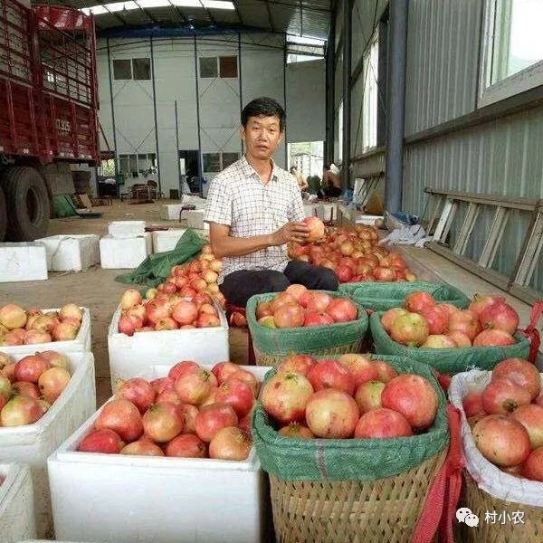 芽苗菜种植 致富_种植芽苗菜前景如何_致富种植芽苗菜视频