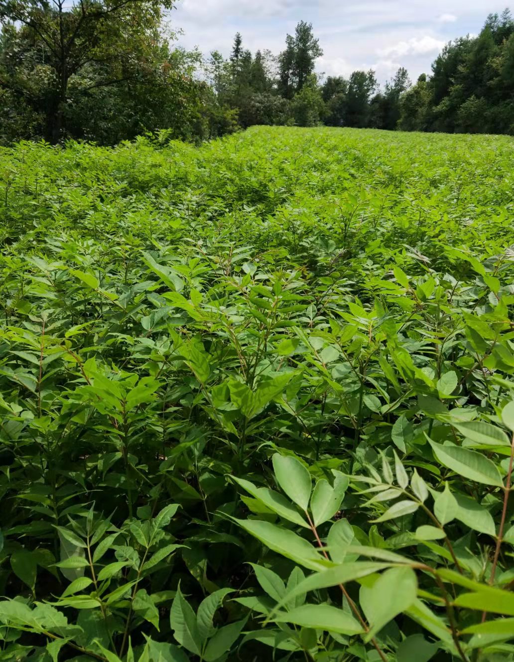 黔西南黄柏种苗种植