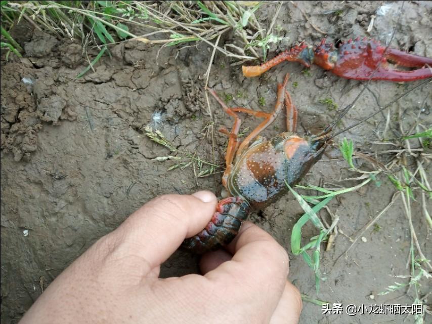 养殖黄鳝网箱技术要求_黄鳝网箱养殖技术_黄鳝网箱养殖新技术