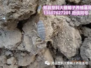 土元生态养殖技术_养殖土元需要办理什么手续_养殖土元技术大全