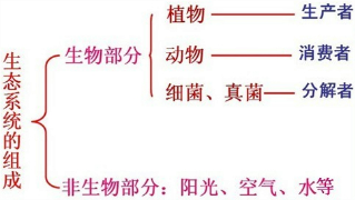 养殖池塘的生态系统和食物链网络及其食物网结构