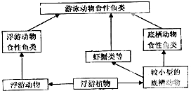 养殖池塘的生态系统和食物链网络及其食物网结构