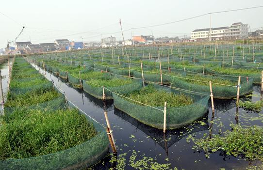 养殖黄鳝网箱技术视频_养殖黄鳝网箱技术规范_黄鳝网箱养殖技术