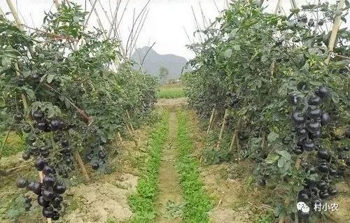 致富种植芽苗菜视频_致富经芽苗菜种植视频_芽苗菜种植 致富