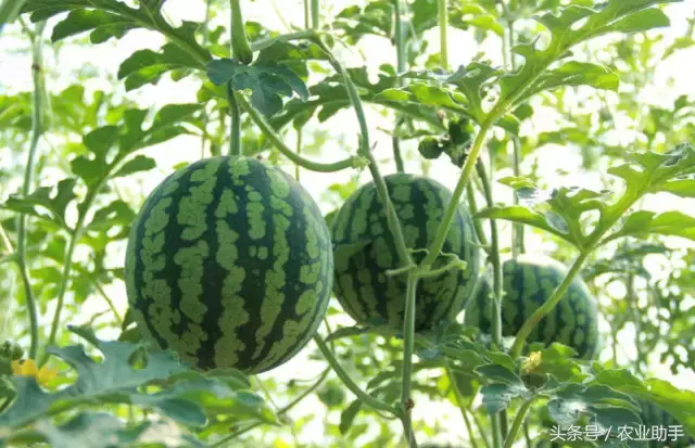 西瓜种植管理技术与方法_西瓜种植管理技术要点_西瓜种植技术管理