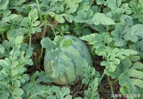 西瓜种植管理技术要点_西瓜种植管理技术与方法_西瓜种植技术管理