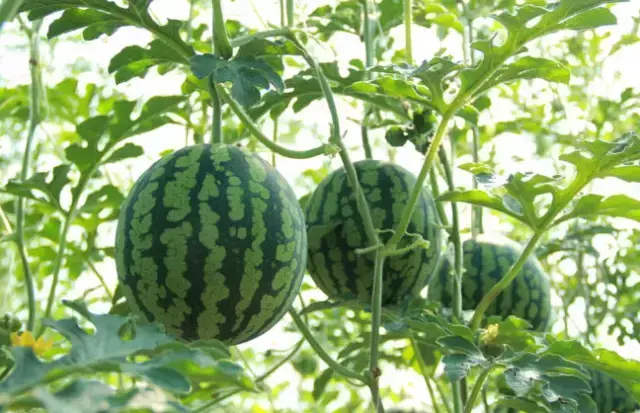 西瓜种植技术管理_西瓜的种植与管理技术_西瓜种植管理技术与管理