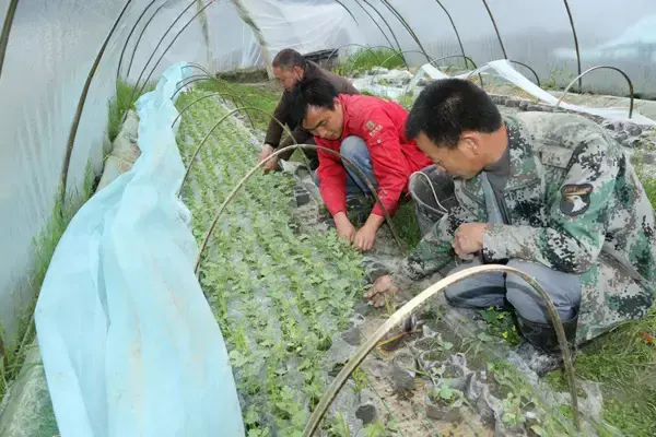 西瓜种植管理技术与管理_西瓜的种植与管理技术_西瓜种植技术管理