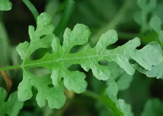 西瓜种植技术管理_西瓜种植管理技术与管理_西瓜的种植与管理技术