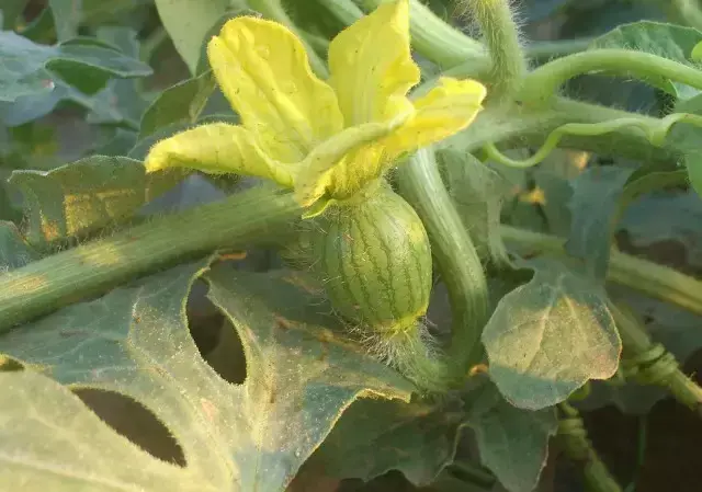 西瓜种植技术管理_西瓜的种植与管理技术_西瓜种植管理技术与管理