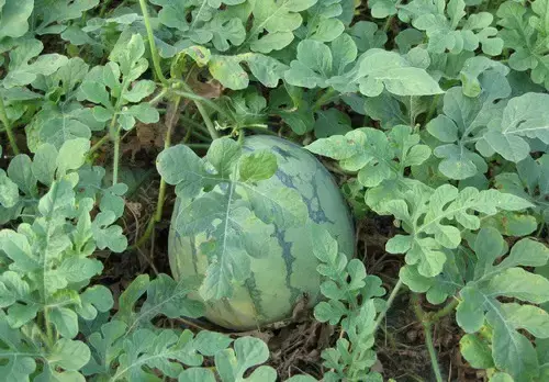 西瓜的种植与管理技术_西瓜种植技术管理_西瓜种植管理技术与管理