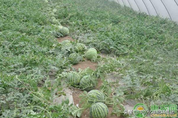 西瓜种植管理技术与方法_西瓜种植管理技术露天_西瓜种植技术管理