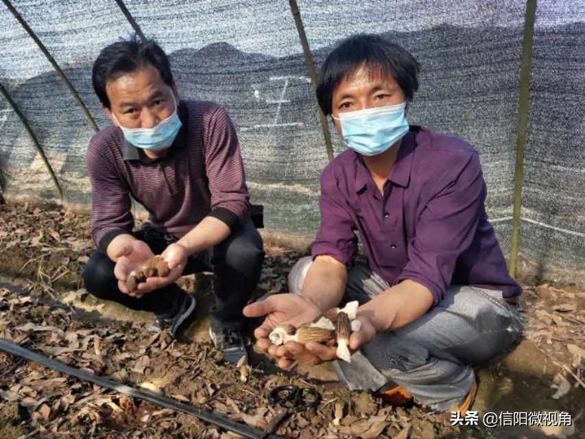 信阳浉河区章强家庭农场：开辟羊肚菌食用菌破冰之旅