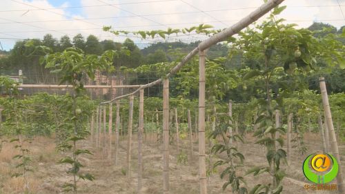 华安郭东坤：种植百香果 走上致富路