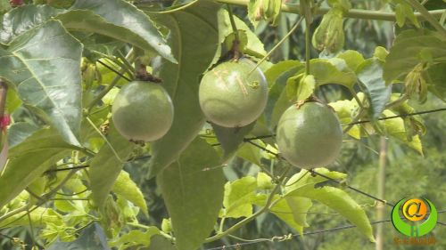 致富种植三七故事_种植三七致富故事_致富种植三七故事简介