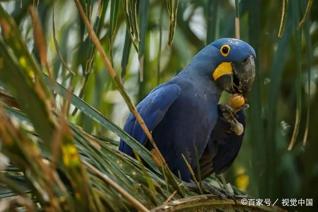 致富经视频虎皮鹦鹉_虎皮鹦鹉规模养殖视频_可爱的虎皮鹦鹉视频