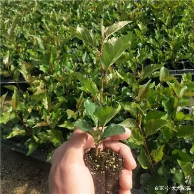 樱桃树的种植条件_种植樱桃树的技术_樱桃树苗种植技术