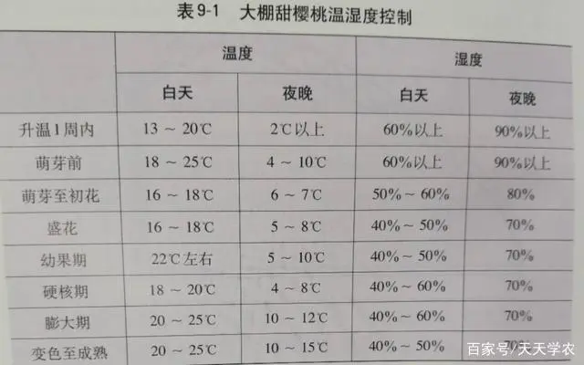 种植樱桃树的技术_樱桃树的种植条件_樱桃树苗种植技术