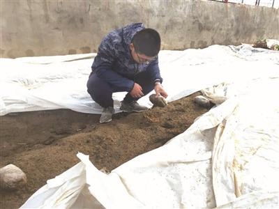 羊肚菌大田栽培新技术_羊肚菌大田化种植新技术_羊肚菌大田栽培流程