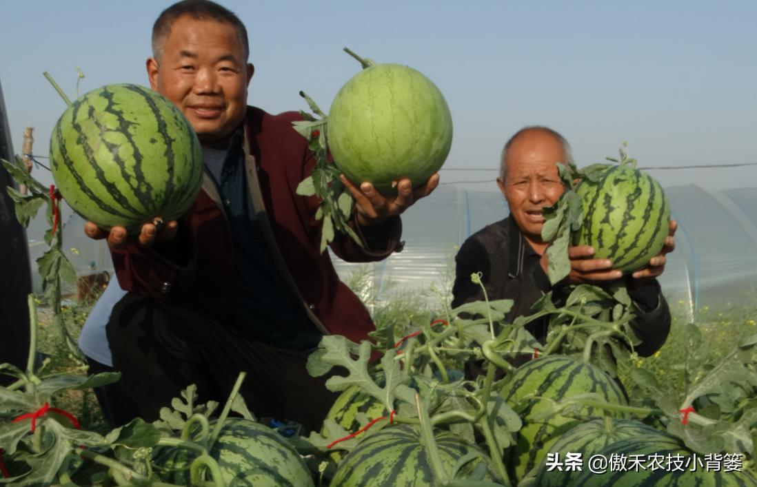 西瓜种植管理技术大全_西瓜种植技术管理_西瓜种植管理技术要点