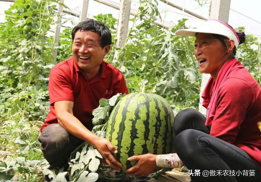 西瓜种植管理技术大全_西瓜种植管理技术要点_西瓜种植技术管理