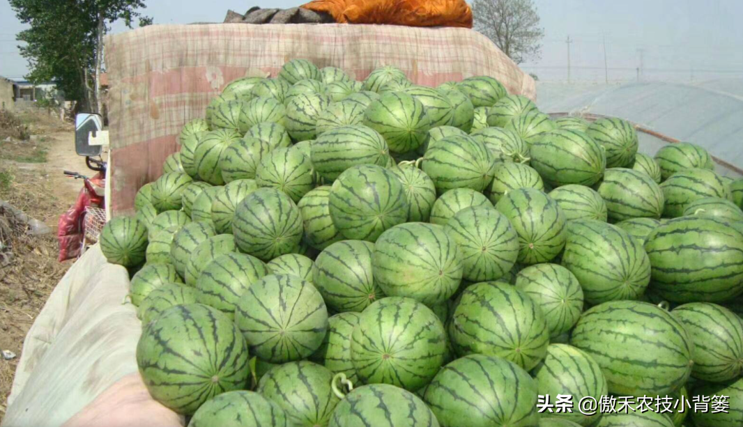 西瓜种植技术管理_西瓜种植管理技术要点_西瓜种植管理技术大全