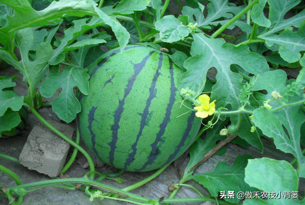西瓜种植管理技术大全_西瓜种植技术管理_西瓜种植管理技术要点