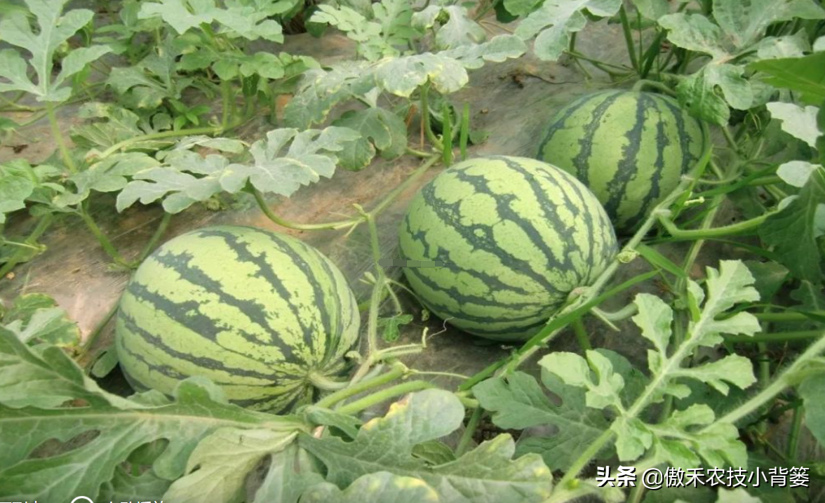 西瓜种植管理技术要点_西瓜种植管理技术大全_西瓜种植技术管理