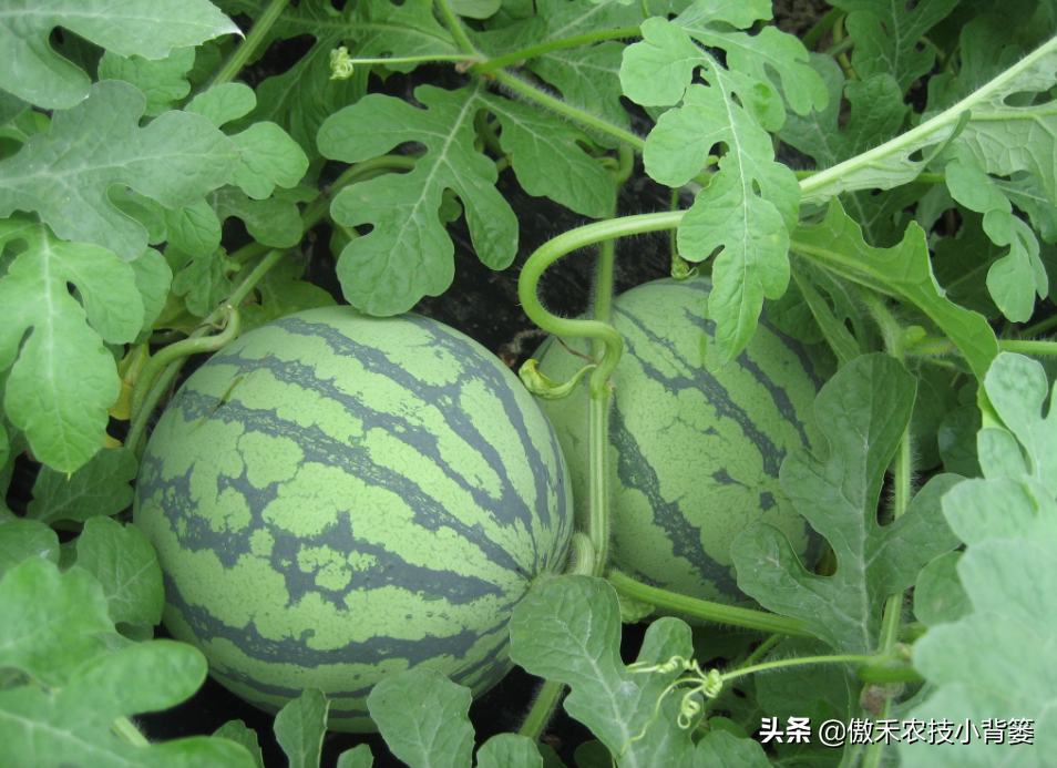 西瓜种植技术管理_西瓜种植管理技术大全_西瓜种植管理技术要点