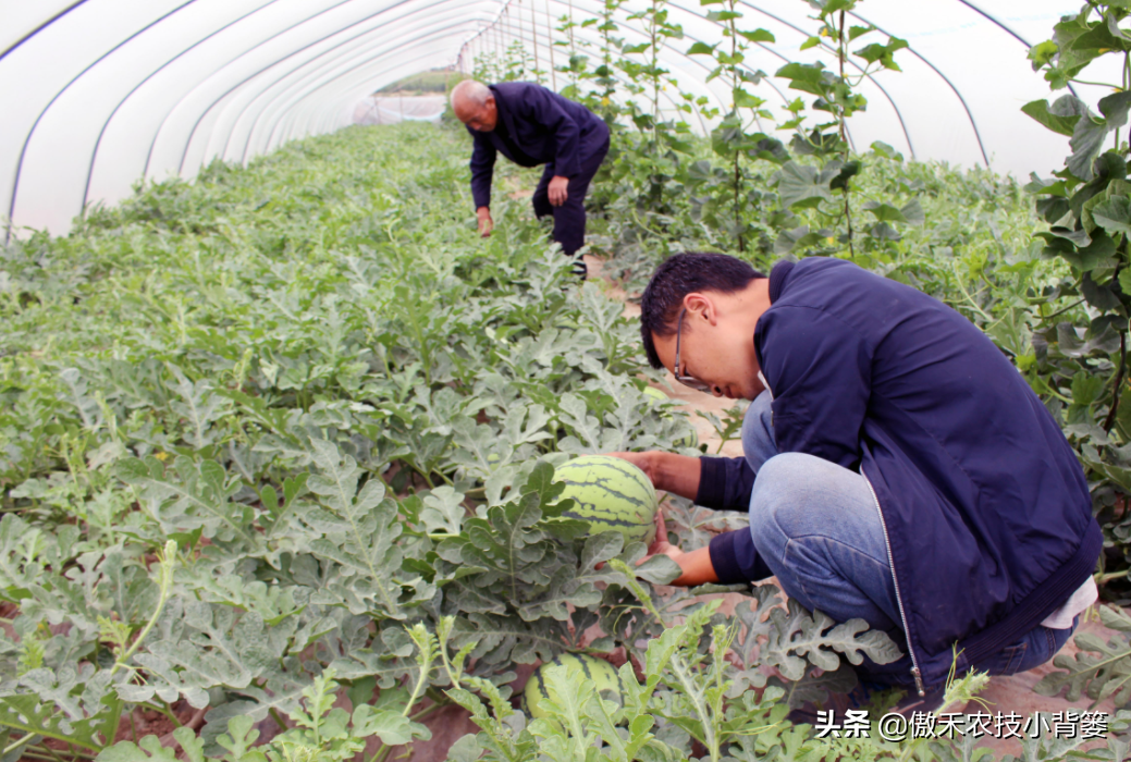 西瓜种植管理技术要点_西瓜种植技术管理_西瓜种植管理技术大全