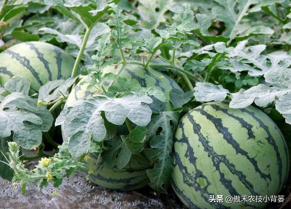 西瓜种植管理技术大全_西瓜种植管理技术要点_西瓜种植技术管理