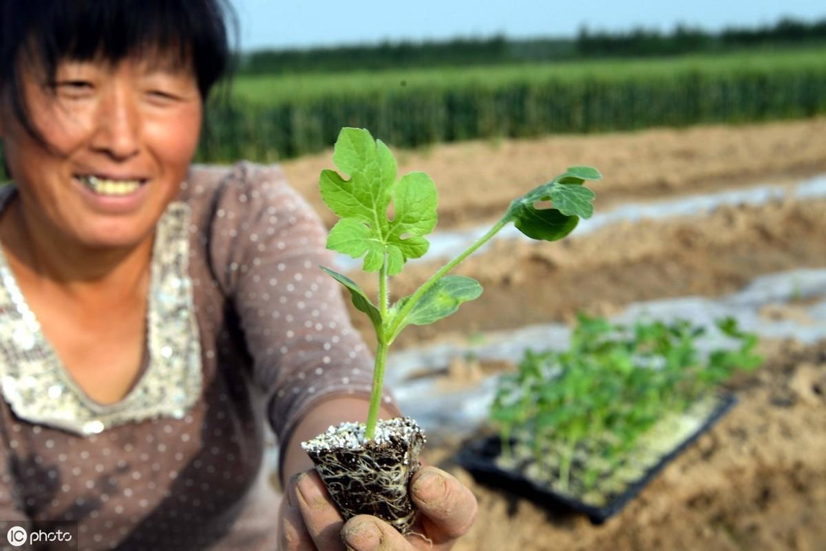 西瓜种植管理技术大全_西瓜种植技术管理_西瓜种植管理技术与方法