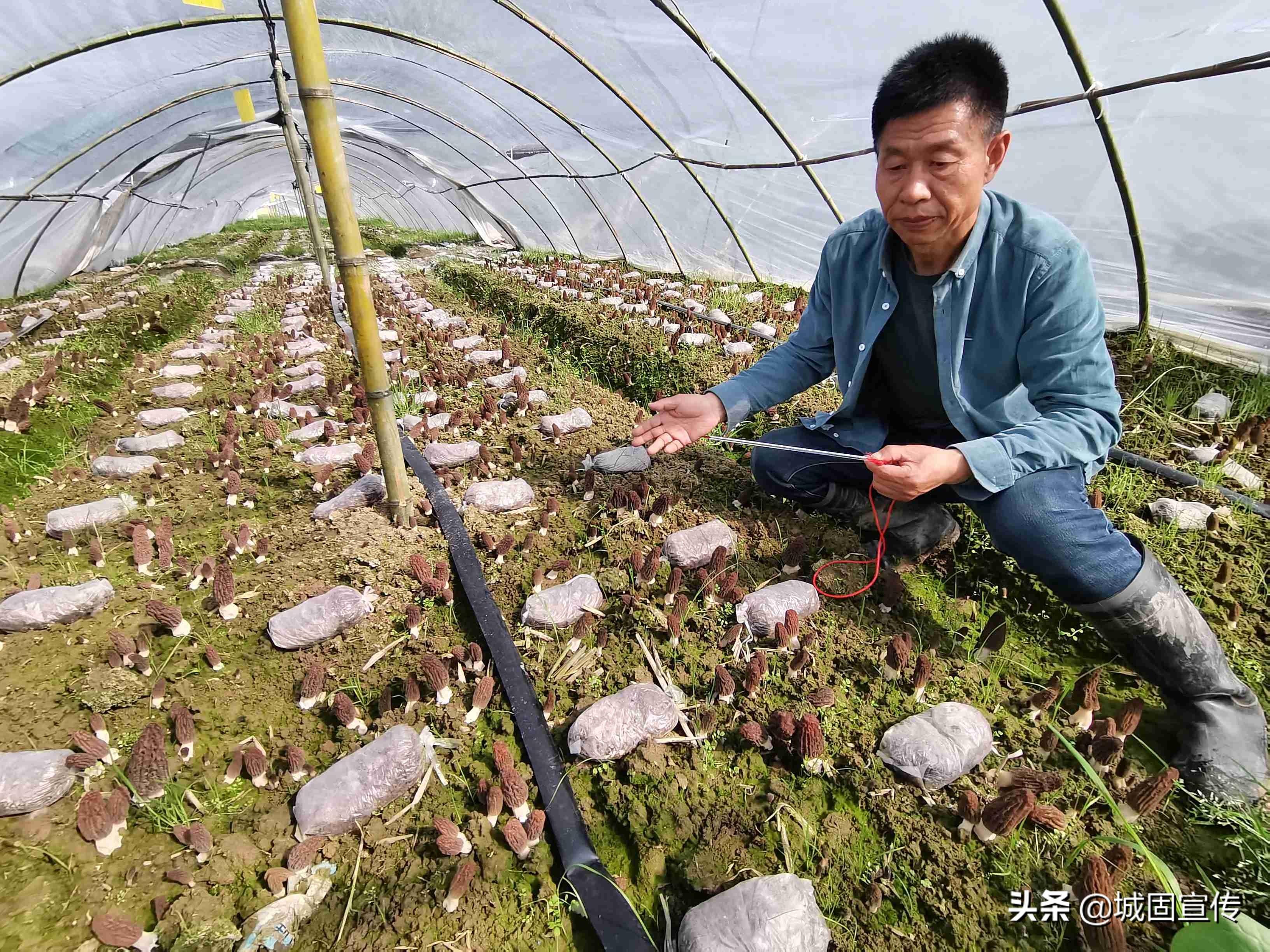 羊肚菌大田栽培流程_田间示范秀羊肚菌种植_羊肚菌大田化种植新技术