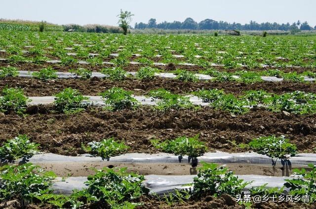 西瓜种植管理技术视频_西瓜种植技术管理_西瓜种植管理技术与方法