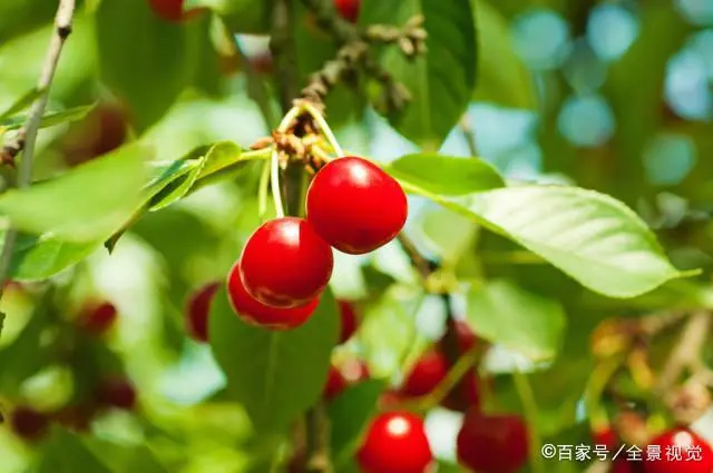 种植樱桃树的技术_樱桃树如何种植技术_樱桃树的种植条件