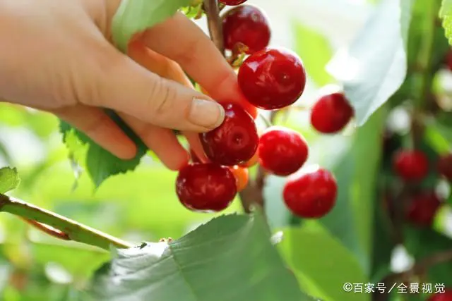 樱桃树的种植条件_种植樱桃树的技术_樱桃树如何种植技术