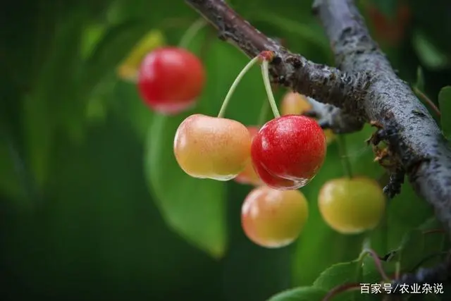 樱桃树的种植条件_樱桃树如何种植技术_种植樱桃树的技术