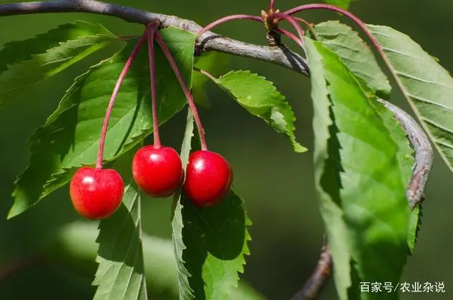 种植樱桃树的技术_樱桃树的种植条件_樱桃树如何种植技术