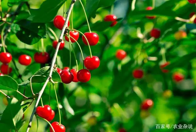 种植樱桃树的技术_樱桃树的种植条件_樱桃树如何种植技术