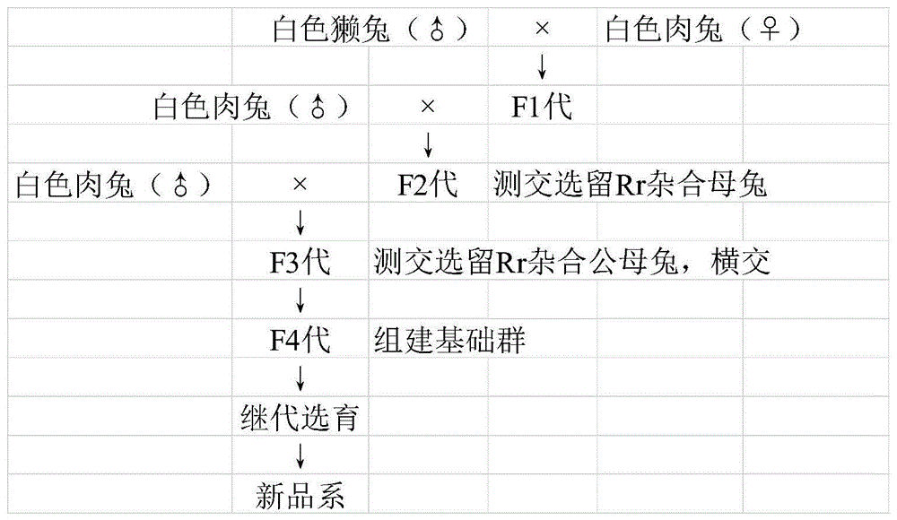 一种肉皮兼用兔通用母系的培育方法及其应用与流程